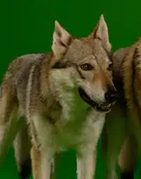 Niko the wolf
