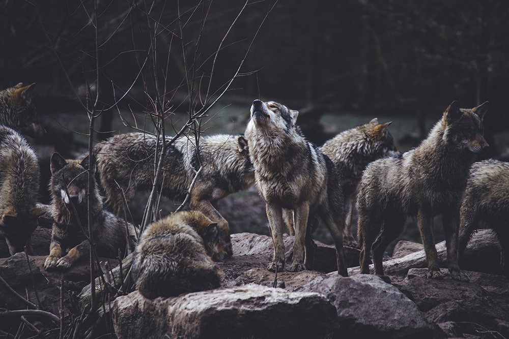 Large wolf pack in forest