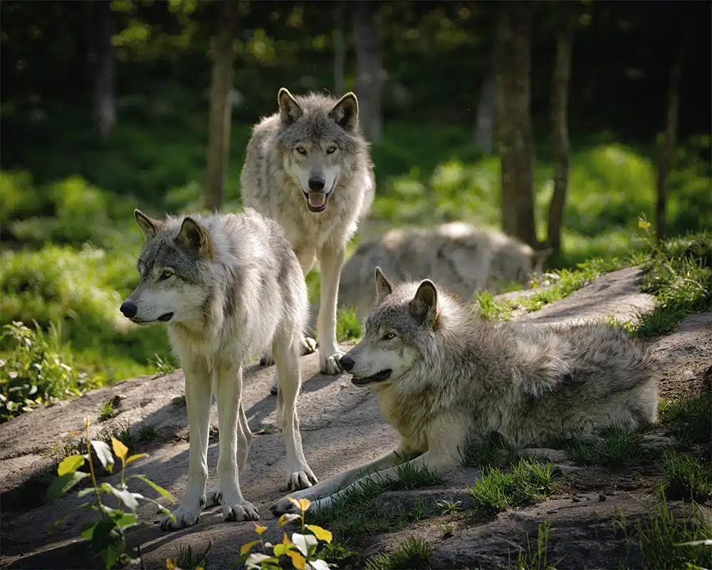 Small wolf pack in forest