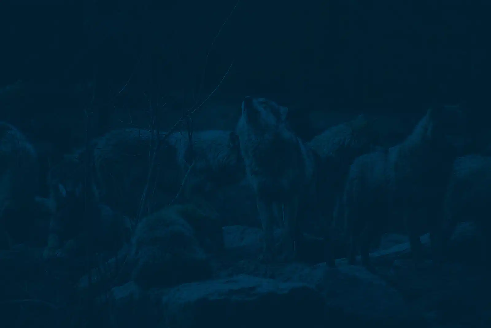Wolves howling in the woods